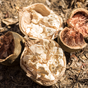 Baobab Seed Oil