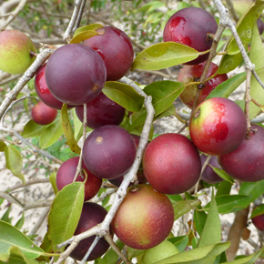 Camu Camu Oil