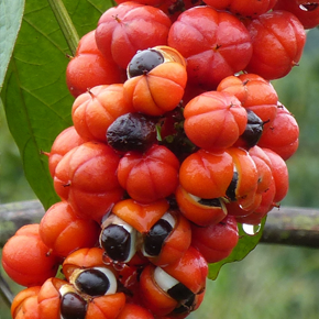 Guaraná