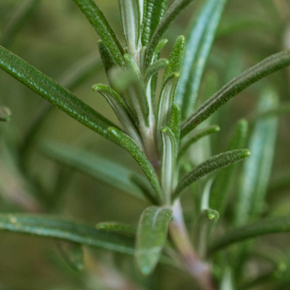 Rosemary Leaf Oil