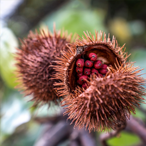 Urucum Oil