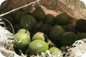 Wild Harvested Ingredients